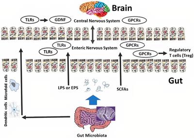 The role of probiotics and prebiotics in modulating of the gut-brain axis
